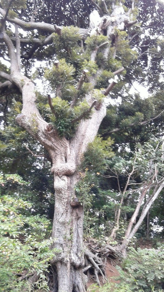 「木」