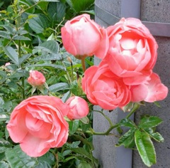 ｢ﾊﾞﾗ｣花