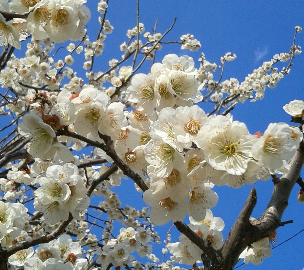 ｢ｳﾒ｣花