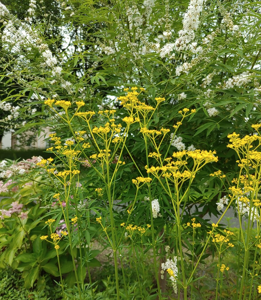 ｢ｵﾐﾅｴｼ｣花