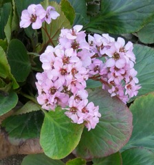 ｢ﾋﾏﾗﾔﾕｷﾉｼﾀ｣花