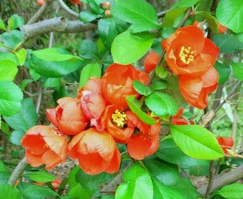 ｢ﾎﾞｹ｣花