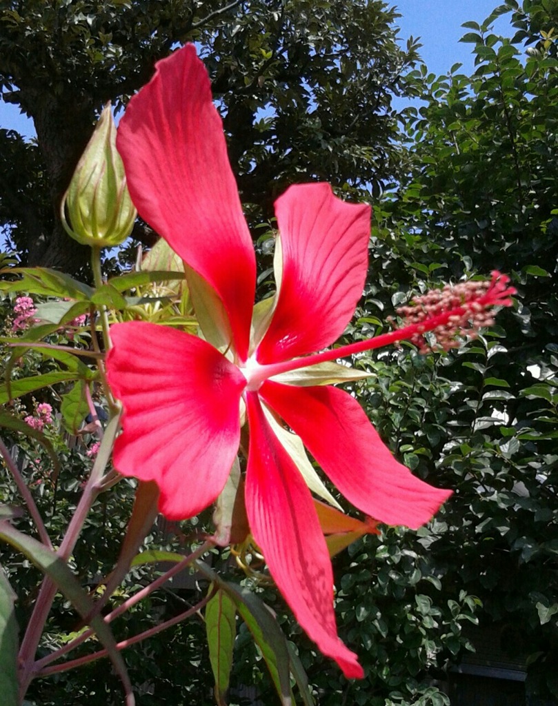 ｢ﾓﾐｼﾞｱｵｲ｣花