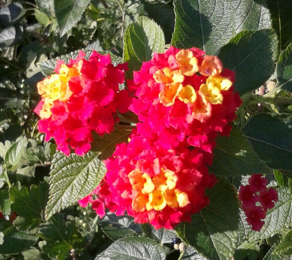 ｢ﾗﾝﾀﾅ｣花