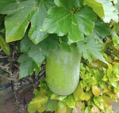 ｢ﾄｳｶﾞﾝ｣実