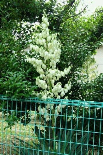 ｢ﾕｯｶﾗﾝ｣花