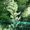 ｢ﾕｯｶﾗﾝ｣花