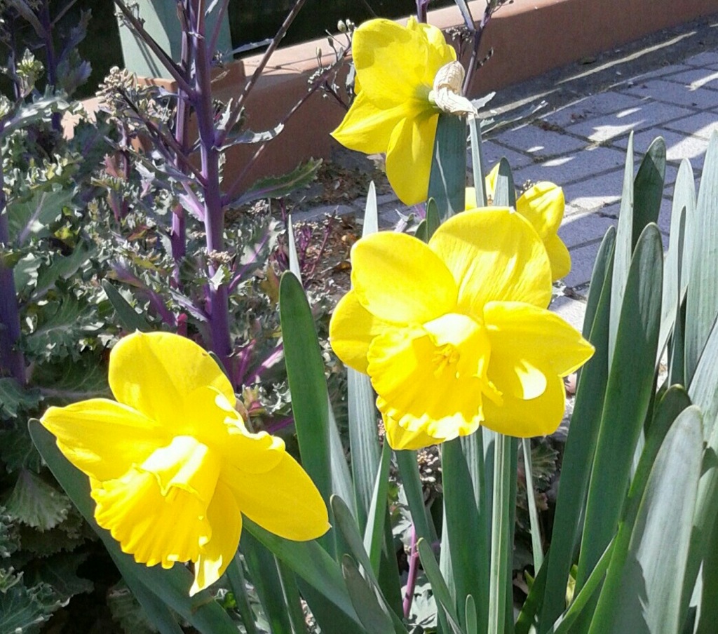 ｢ｽｲｾﾝ｣花