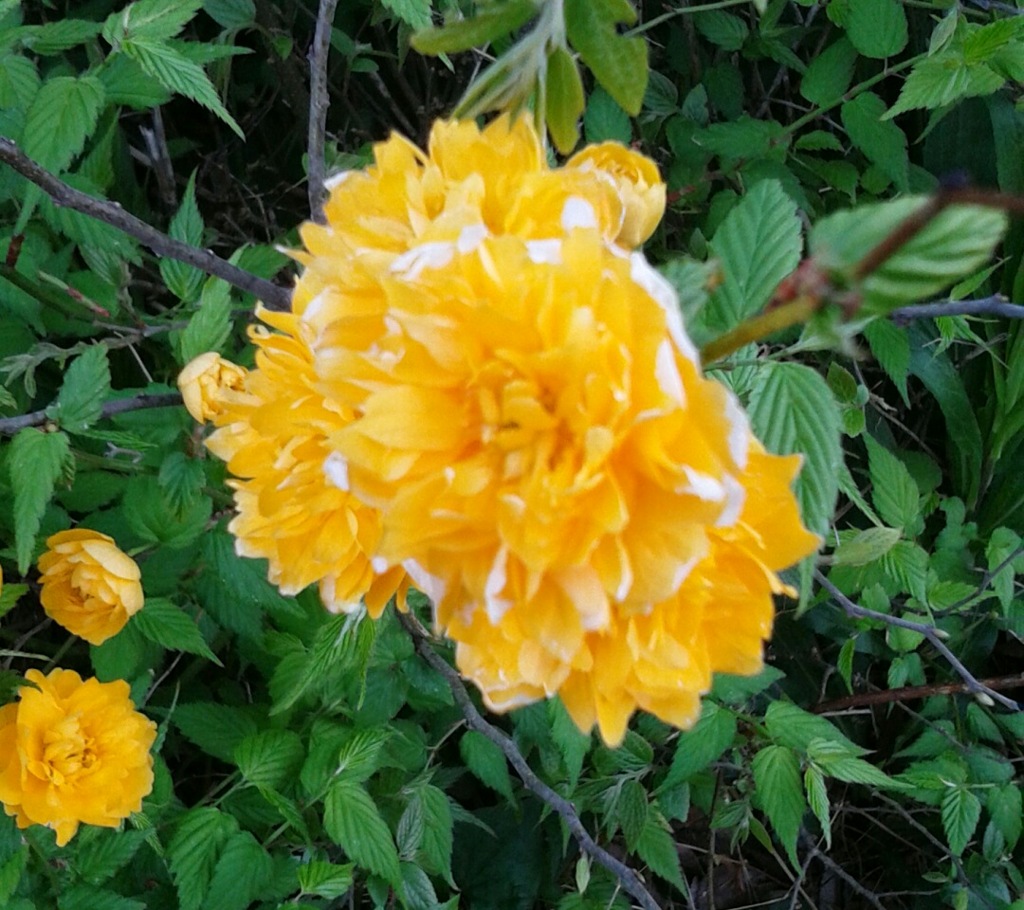 ｢ﾔﾏﾌﾞｷ｣花