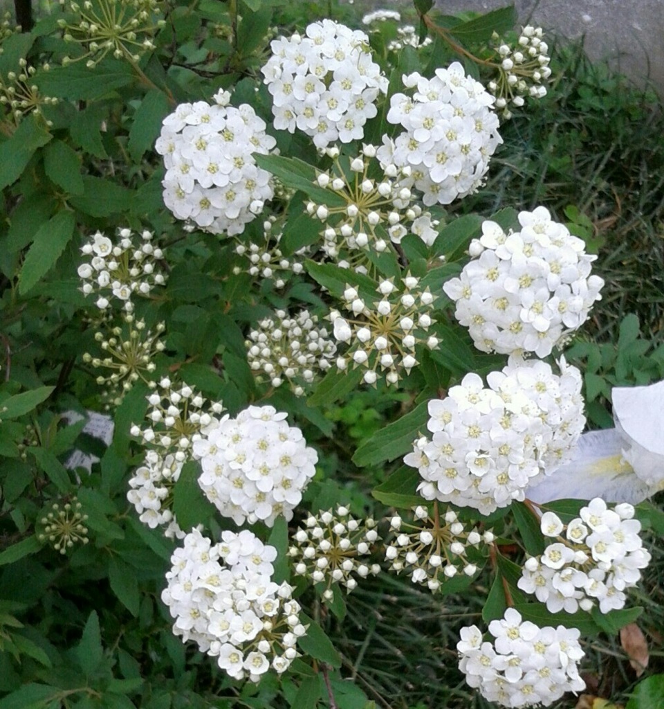｢ｺﾃﾏﾘ｣花
