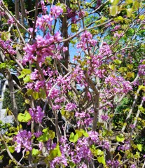 ｢ﾊﾅｽﾞｵｳ｣花