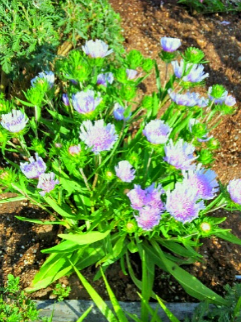 ｢ｽﾄｹｼｱ｣花
