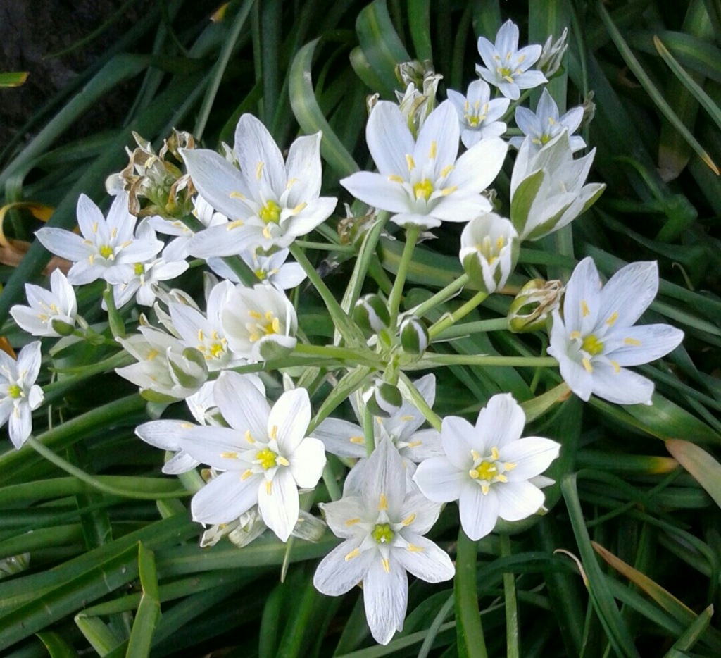 ｢ｵｰﾆｿｶﾞﾗﾑ｣花