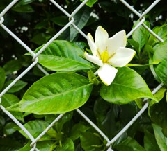 ｢ｸﾁﾅｼ｣花