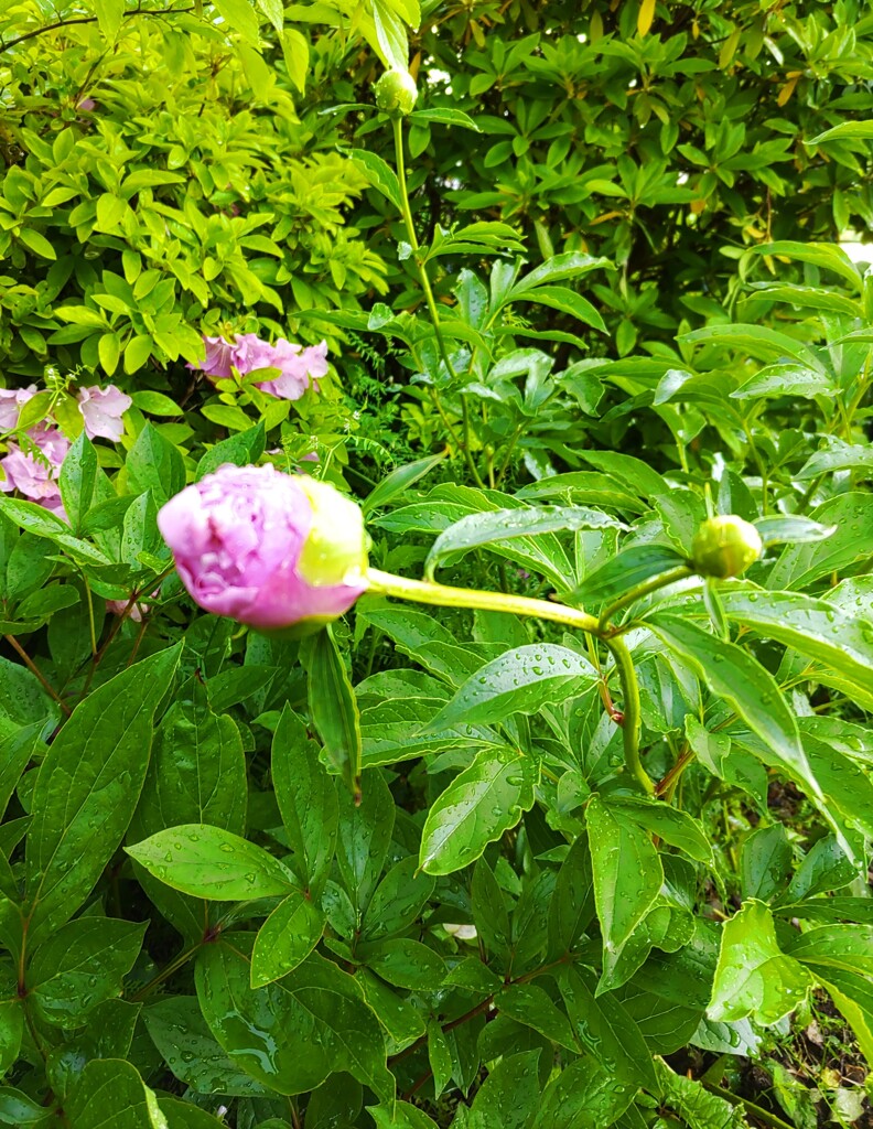 ｢ｼｬｸﾔｸ｣蕾