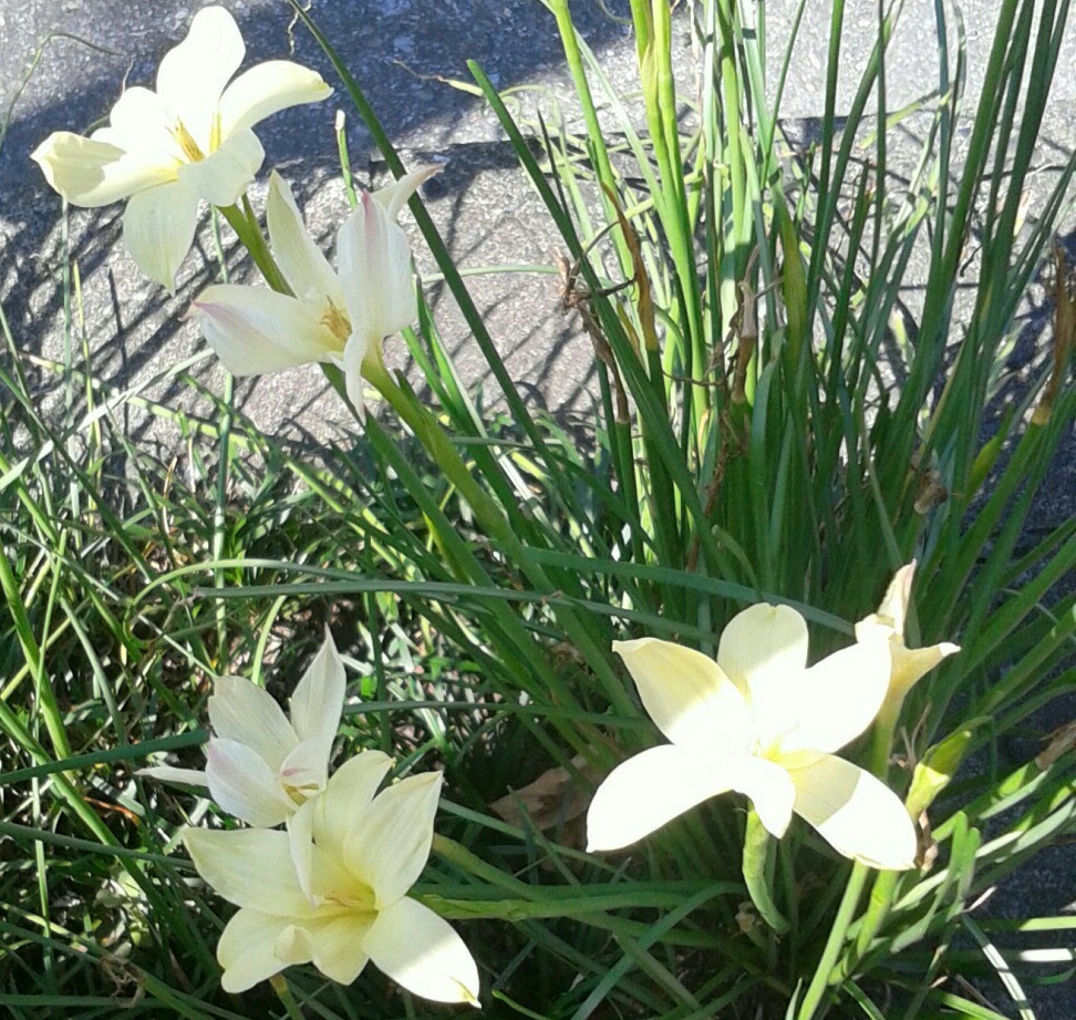 ｢ｾﾞﾌｨﾗﾝｻｽ｣花