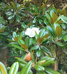 ｢ﾀｲｻﾝﾎﾞｸ｣花