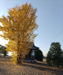 [八坂神社]