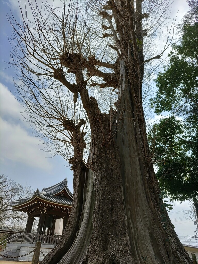 「木」