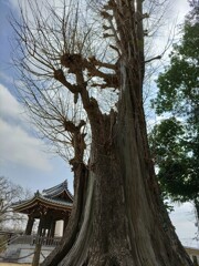 「木」