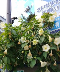 ｢ﾁｮｳｾﾝｱｻｶﾞｵ｣