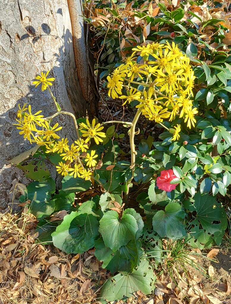 ｢ﾂﾜﾌﾞｷ｣