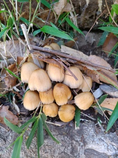 「菌類」