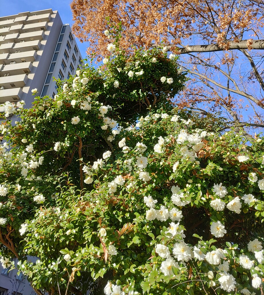 ｢ｻｻﾞﾝｶ｣