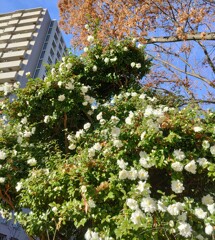 ｢ｻｻﾞﾝｶ｣