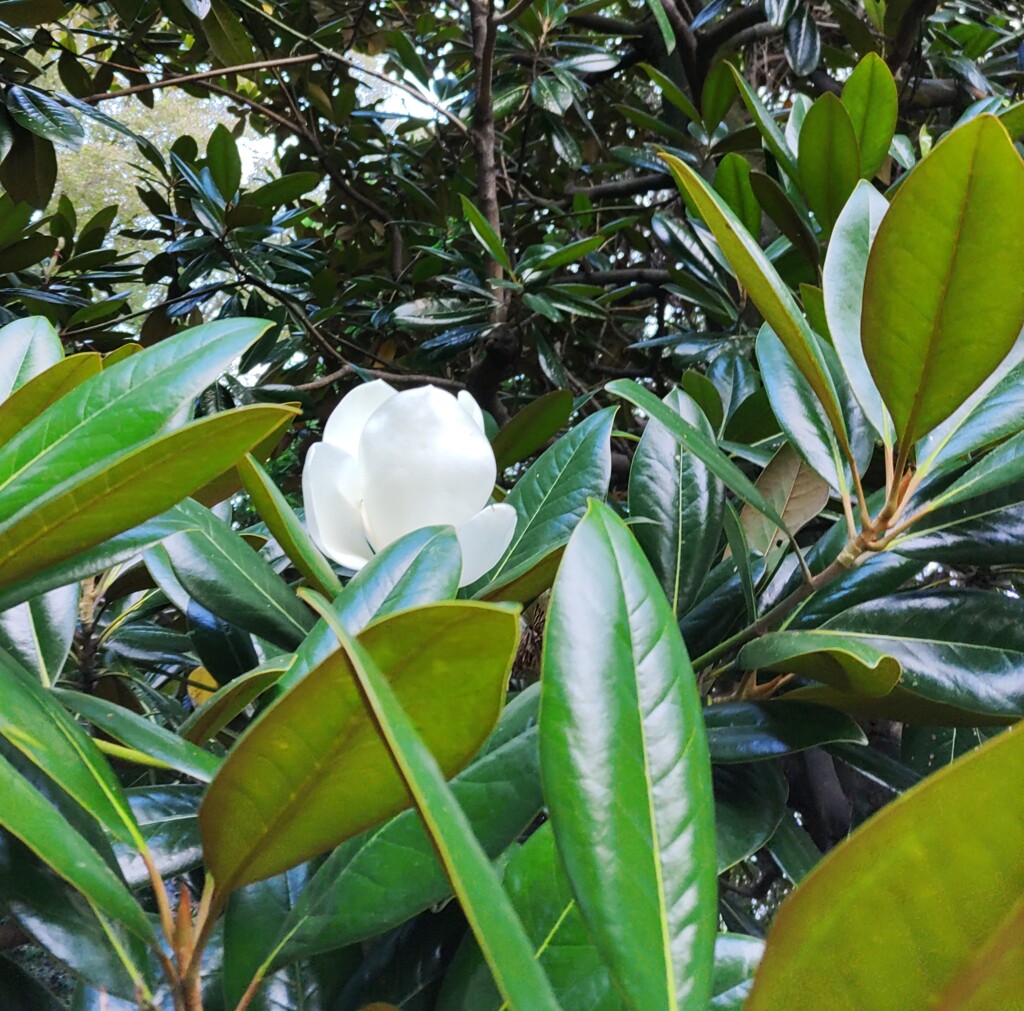 ｢ﾀｲｻﾝﾎﾞｸ｣花