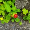 ｢ﾍﾋﾞｲﾁｺﾞ｣実