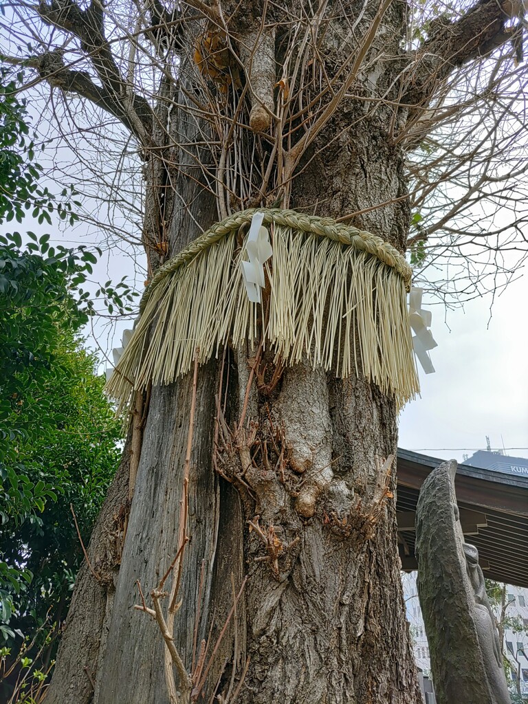 〖御神木〗