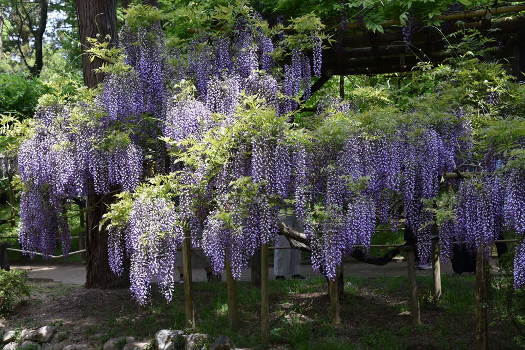 春日大社神苑・萬葉植物園の藤