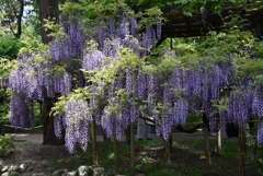 春日大社神苑・萬葉植物園の藤
