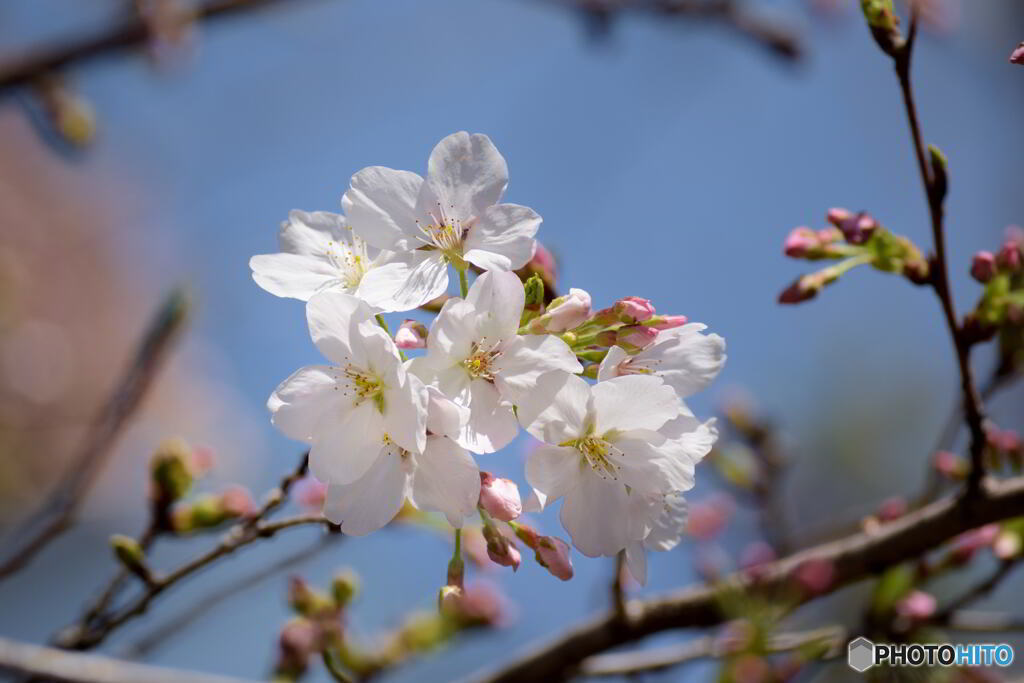 ソメイヨシノ開花