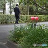 街中チューリップ