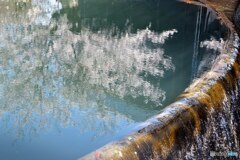 分水筒のさくら