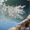 分水筒のさくら