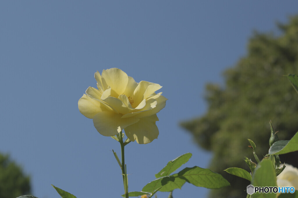 五月の花