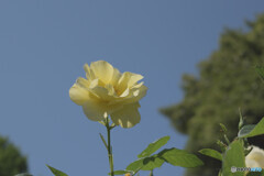 五月の花