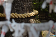 ご神木
