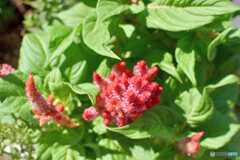 八月の花