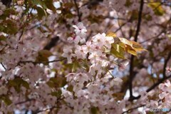 葉桜の頃