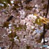 葉桜の頃