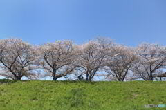 さくらの風景