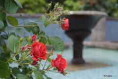 水辺の花