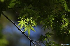 新緑
