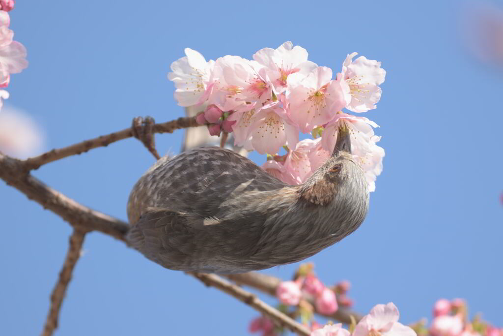 春のご馳走