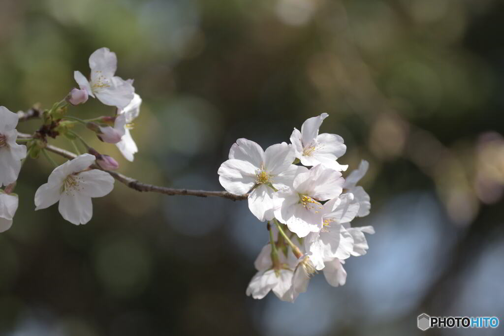 開花