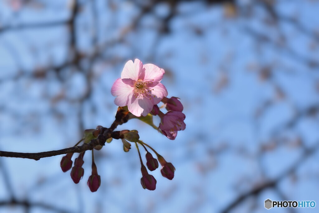 咲いた